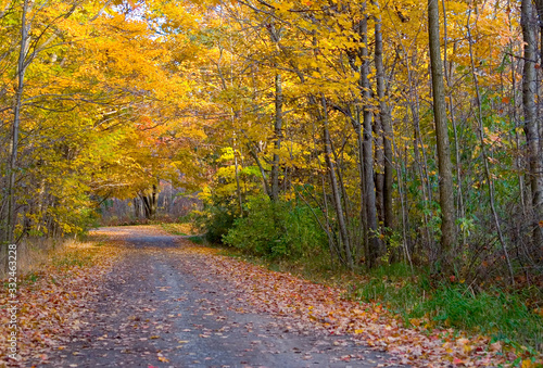 Forest Road in Autumn 2 © Monroe