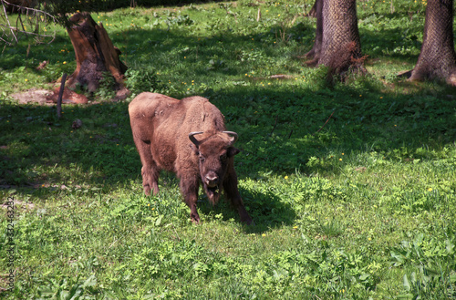 Calf of Bison in Bialowieza National Park in Poland