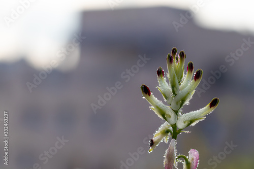 Fumaria capreolata, the white ramping fumitory, close-up on dew drops on the flower and leaves, blurred background. photo