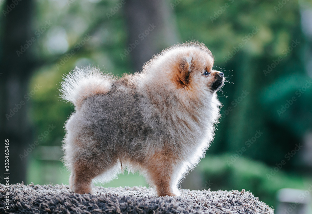 Pomeranian baby posing outside. Small pomeranian puppy. Pomeranian baby posing outside. Small pomeranian puppy.