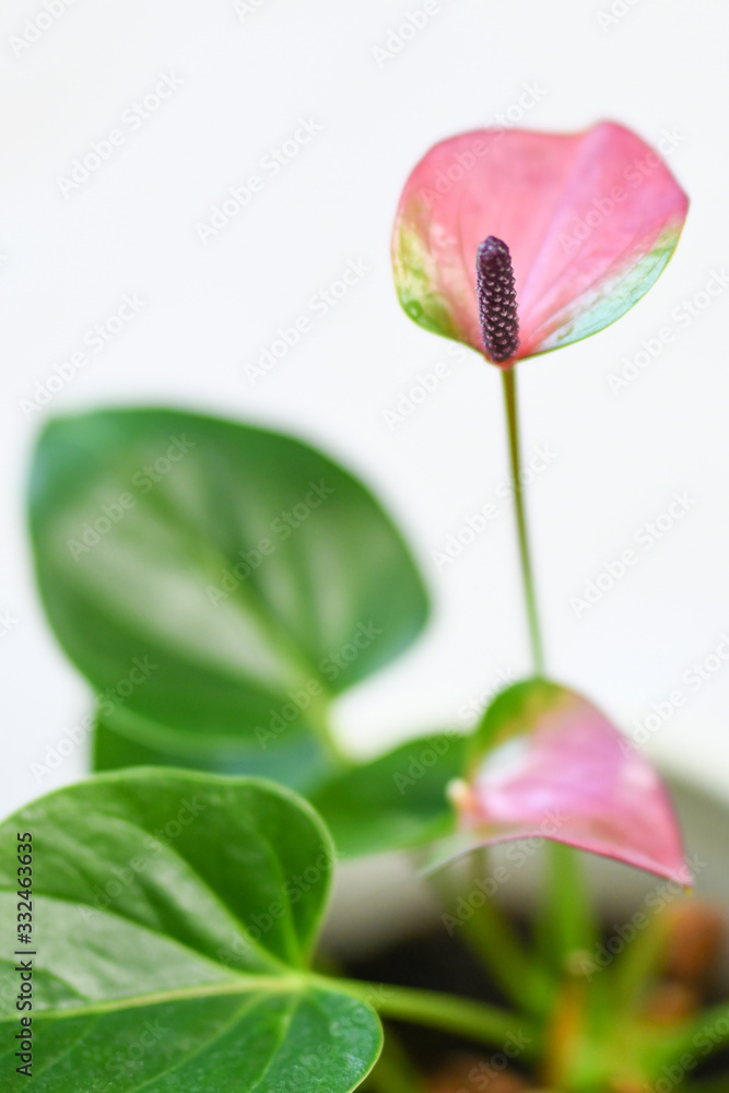 purple anthurium andreanum closeup on white background