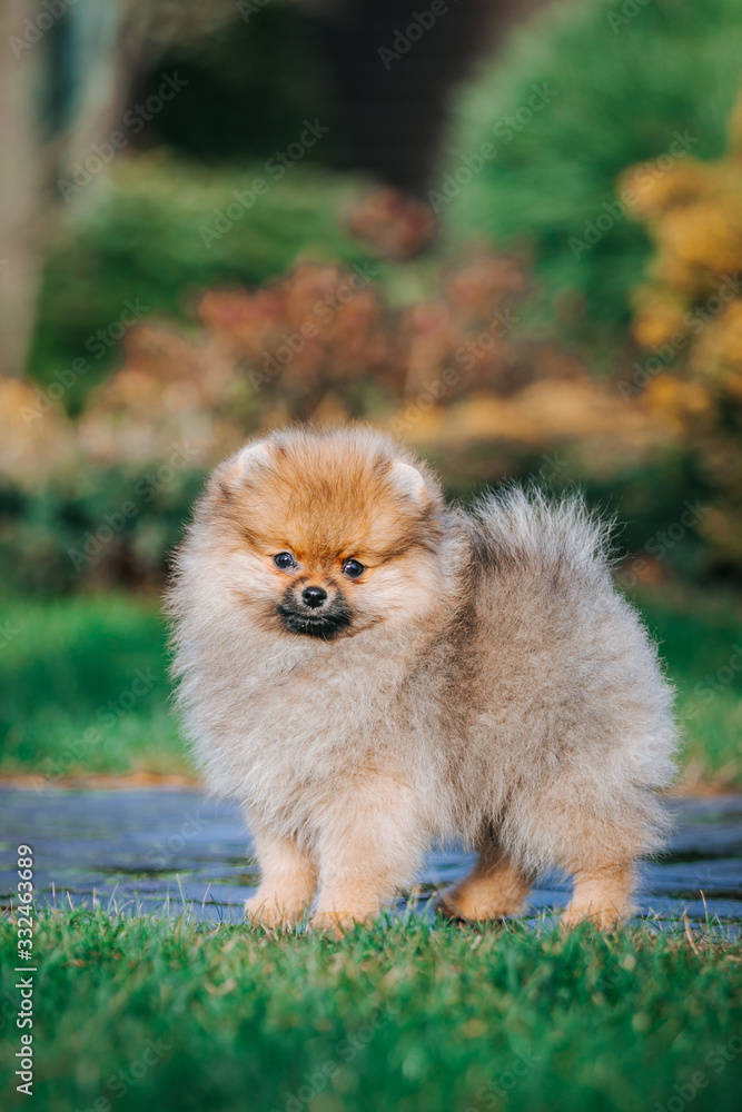Pomeranian baby posing outside. Small pomeranian puppy. Pomeranian baby posing outside. Small pomeranian puppy.