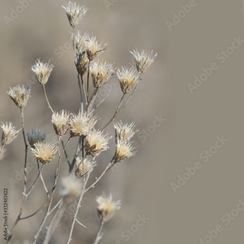 Wallpaper Mural Dry wildflowers on a soft background. Blank for greeting card. A bouquet of dried flowers. Making ikebane. Torontodigital.ca