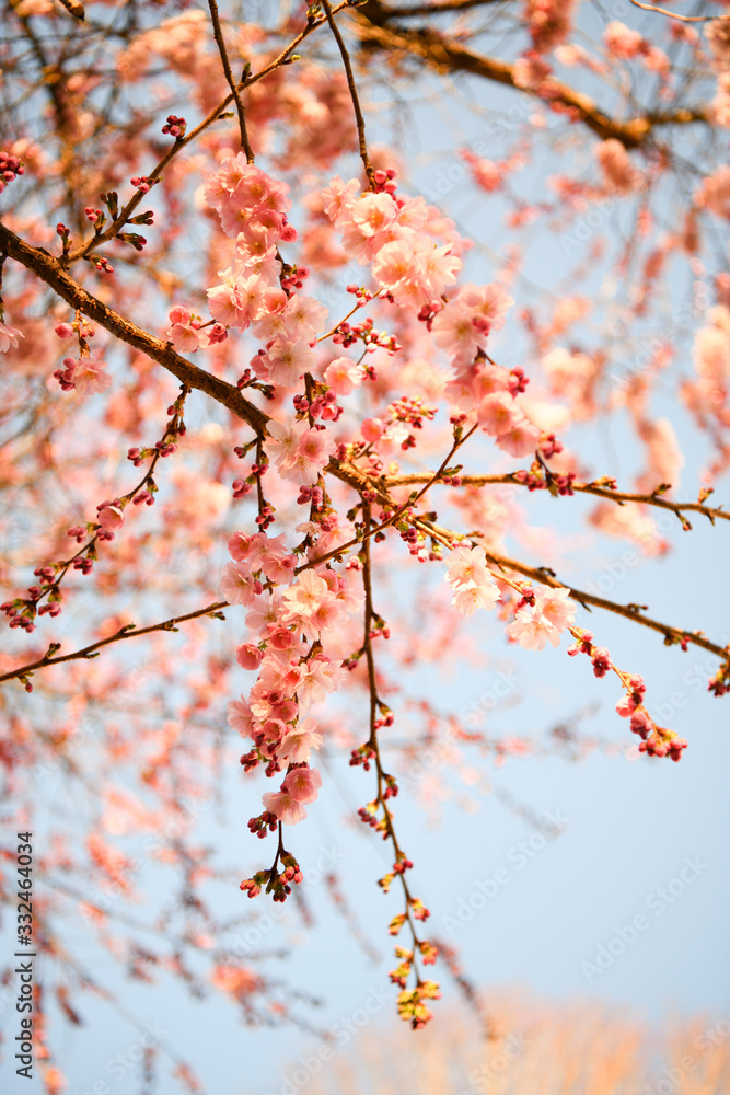 pink blossoms on spring, cherry tree in bloom pink blossoms on spring, cherry tree in bloom