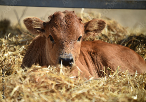 young bull in the cattle raising