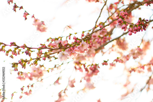 cherry tree blossom in spring