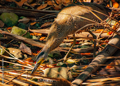 Bare Throated Tiger Heron photo