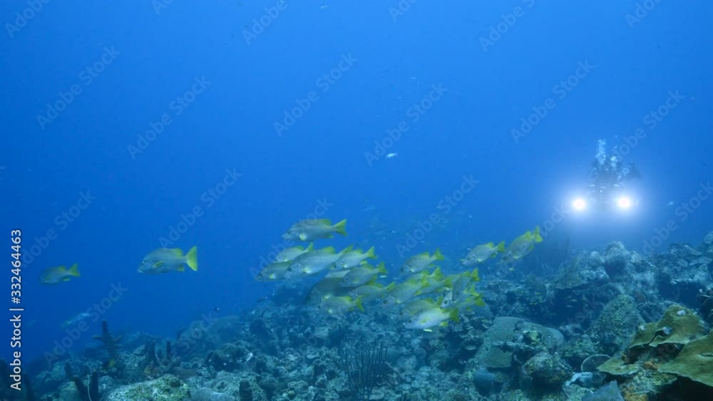School of Schoolmaster Snapper in turquoise water of coral reef in Caribbean Sea / Curacao School of Schoolmaster Snapper in turquoise water of coral reef in Caribbean Sea / Curacao