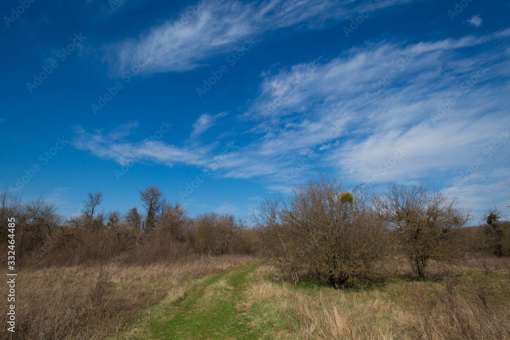 Forest. Spring  landscape