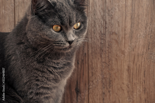 portrait of fluffy british cat on wooden background