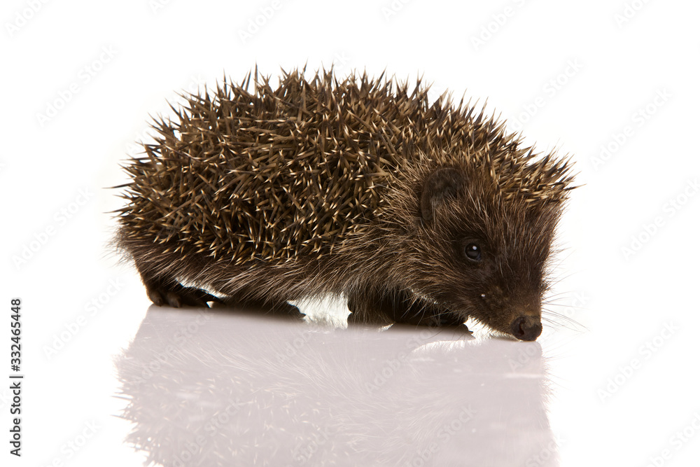 Hedgehog isolated on white background Hedgehog isolated on white background