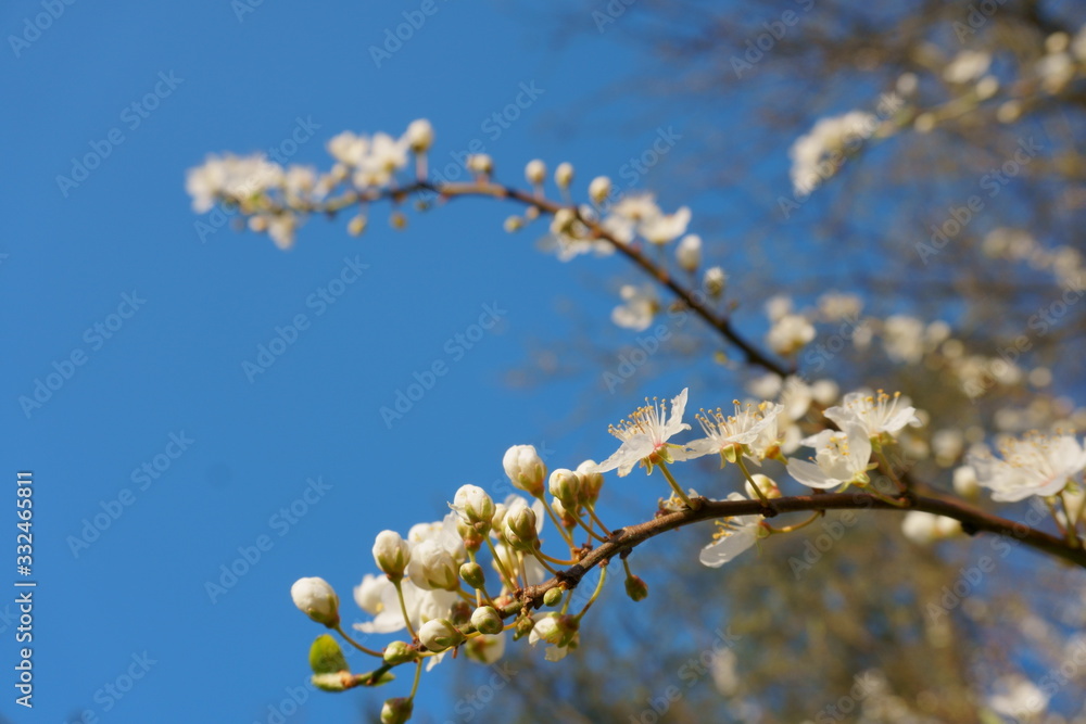 Erste Blüten im Frühling im Sonnenschein Erste Blüten im Frühling im Sonnenschein