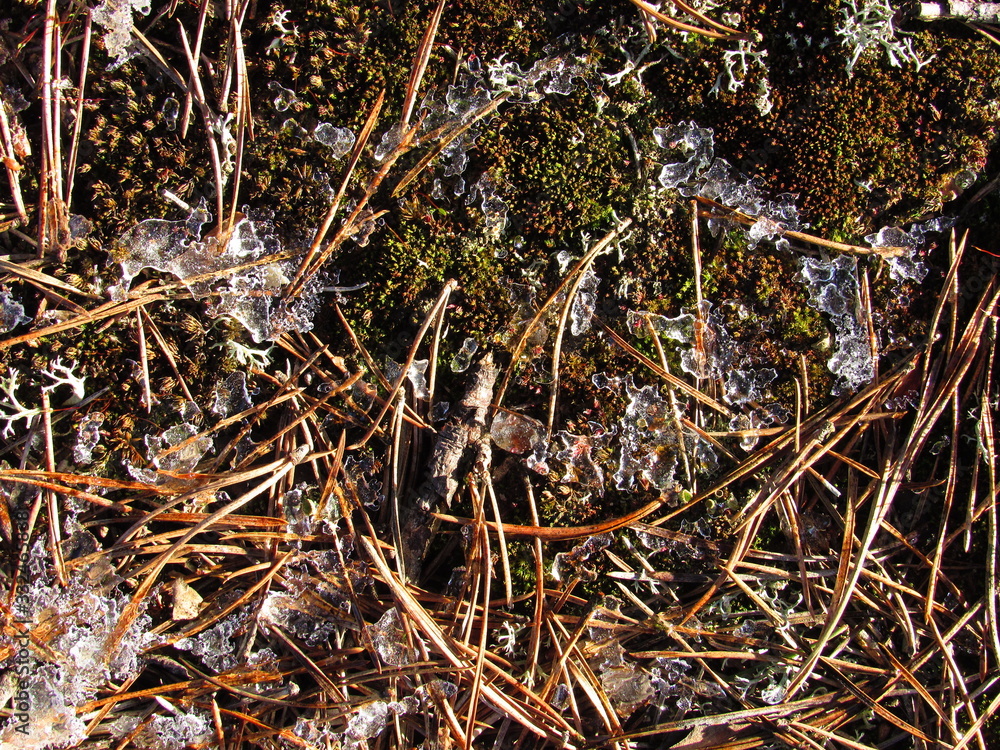 Small particles of ice floes in the forest