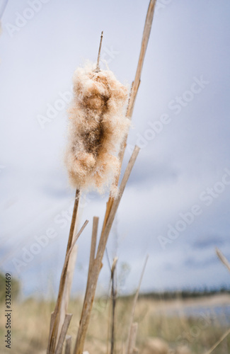 Closeup of a Typha (Latin: Typha latifolia). Dried overblown cattail in the grayish  blue sky background in Soodla sand and gravel open land mining pit. Single plant towering in the nordic nature.