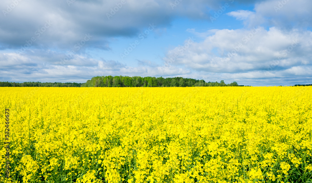 Brightly blooming yellow rapeseed (Latin: Brassica napus) field with cloudy blue sky background. It is the third-largest source of vegetable oil and second-largest source of protein meal in the world. Brightly blooming yellow rapeseed (Latin: Brassica napus) field with cloudy blue sky background. It is the third-largest source of vegetable oil and second-largest source of protein meal in the world.