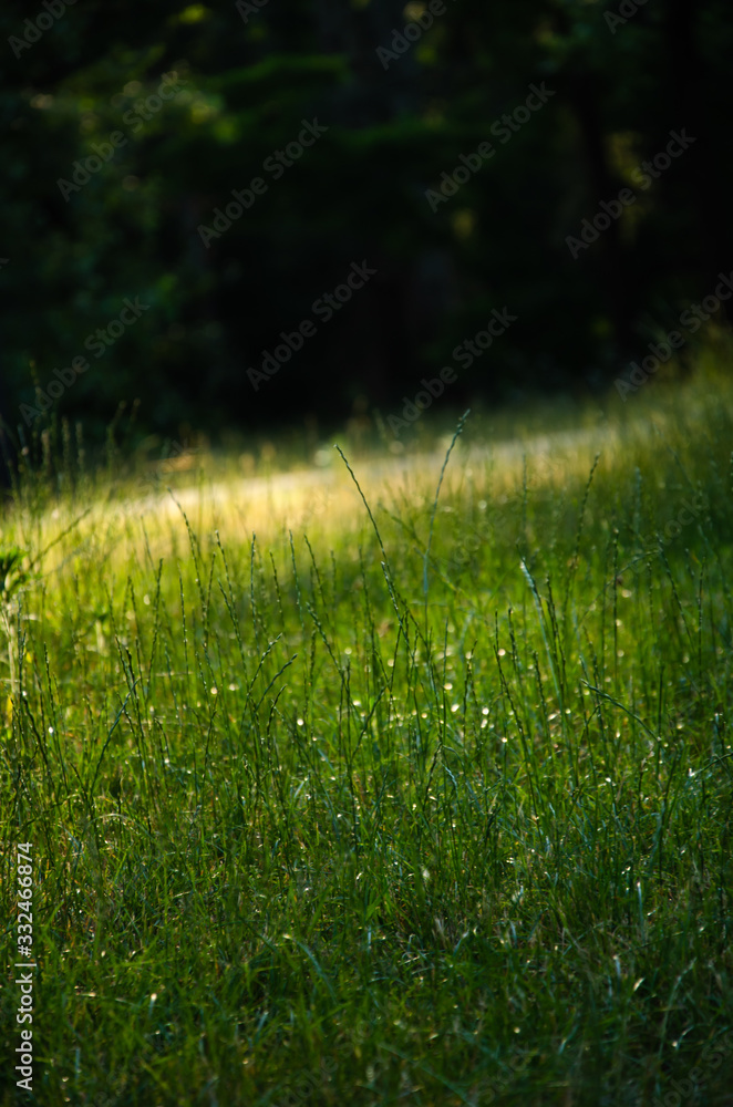 Natural background green meadow illuminated by sunlight