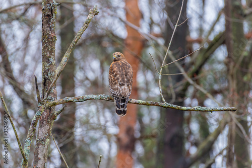 Red shouldered hawk perched on tree branching forest