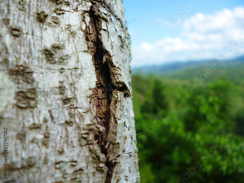 Fototapeta Naklejka Na Ścianę i Meble -  trunk of a tree