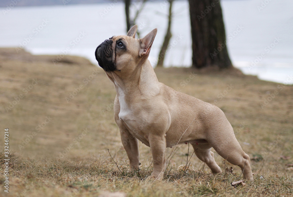 Cute french bulldog in the park outside