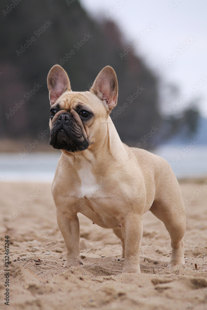 Cute french bulldog in the park outside	