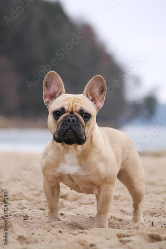 Cute french bulldog in the park outside 