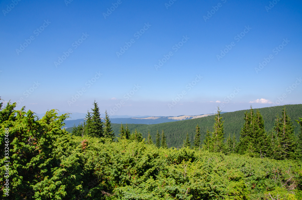 Obraz premium Scenic landscape of coniferous forest and mountains on blue sky background