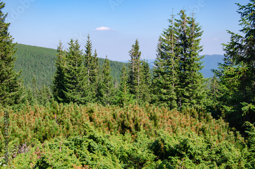Scenic landscape of coniferous forest and mountains on blue sky background