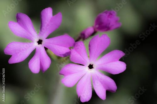 Bright violet blossom of Douglas Moss Phlox. Sort: Crackerjack. Family Polemoniaceae. Low mound plant. Bright starry magenta-red flowers. Fragile fragrant bloom. photo