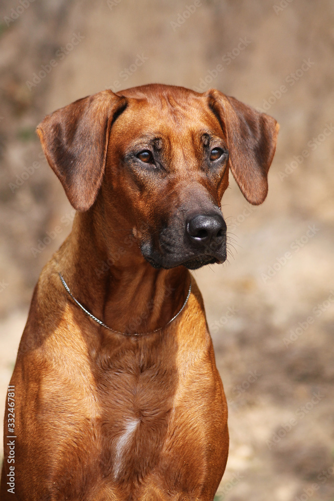 Rhodesian ridgeback dog female portrait. 