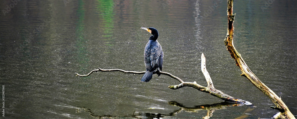 Fototapeta premium Cormoran - Etangs de Commelle - Oise - Hauts de France - France