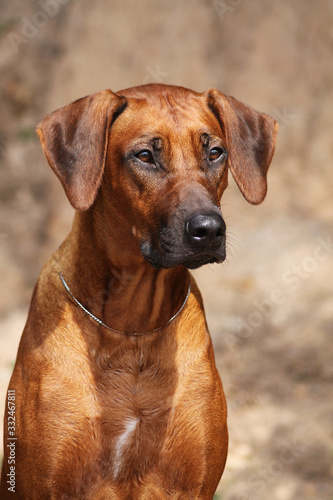 Rhodesian ridgeback dog female portrait.  © Evelina