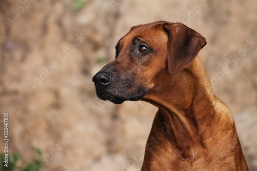 Rhodesian ridgeback dog female portrait. 