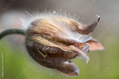 Macro photo of a closed small pasque flower (Latin: Pulsatilla pratensis) also called meadow anemone. Cute hairy flower on green field. Estonia, Europe © Ingrid