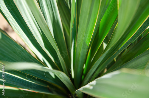 Green leaves plant yucca close up tropical background