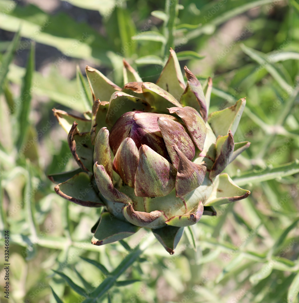 large green ripe artichoke on the cultivated field in summer large green ripe artichoke on the cultivated field in summer