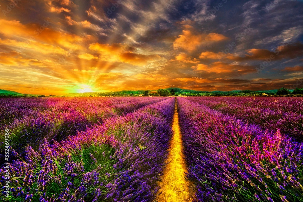 Sunset Lavendelfeld - obrazy, fototapety, plakaty 