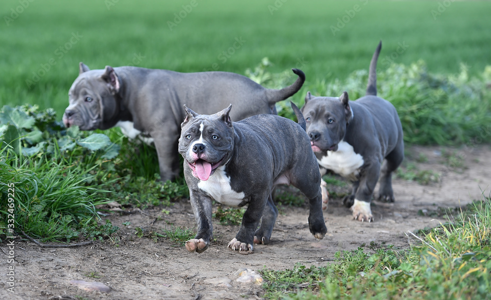 Obraz premium perro american bully