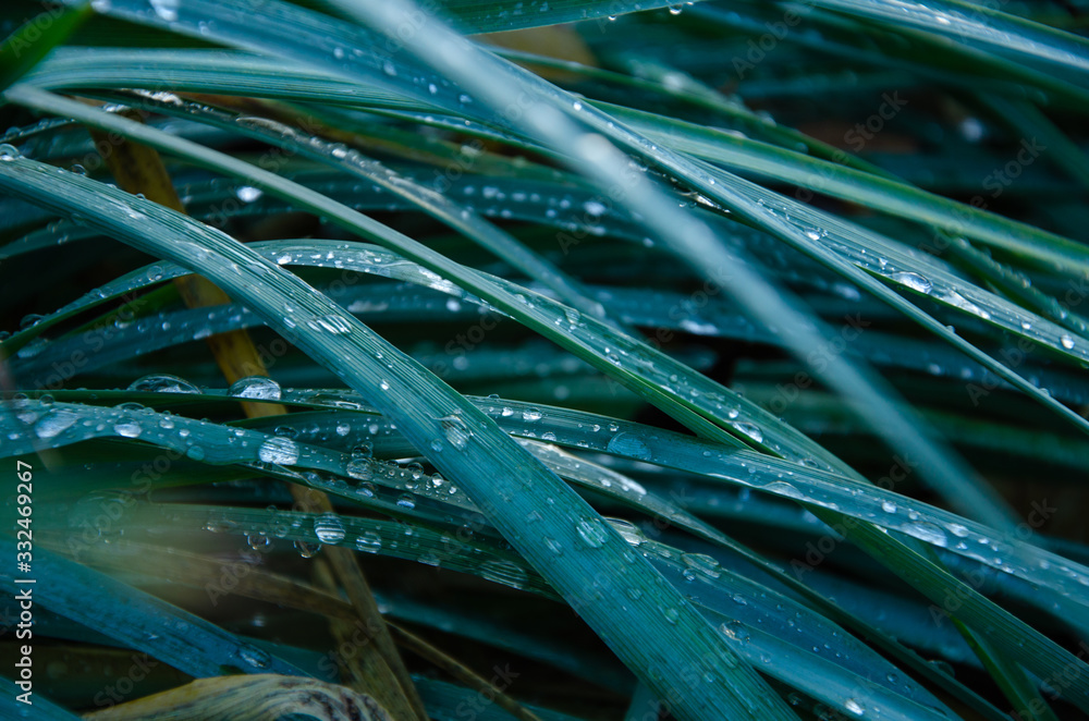 Floral background blue grass with water drops close up Stock Photo ...