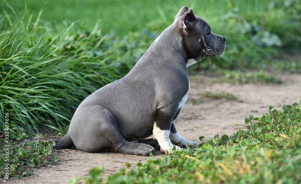 american bully dog in the green field american bully dog in the green field