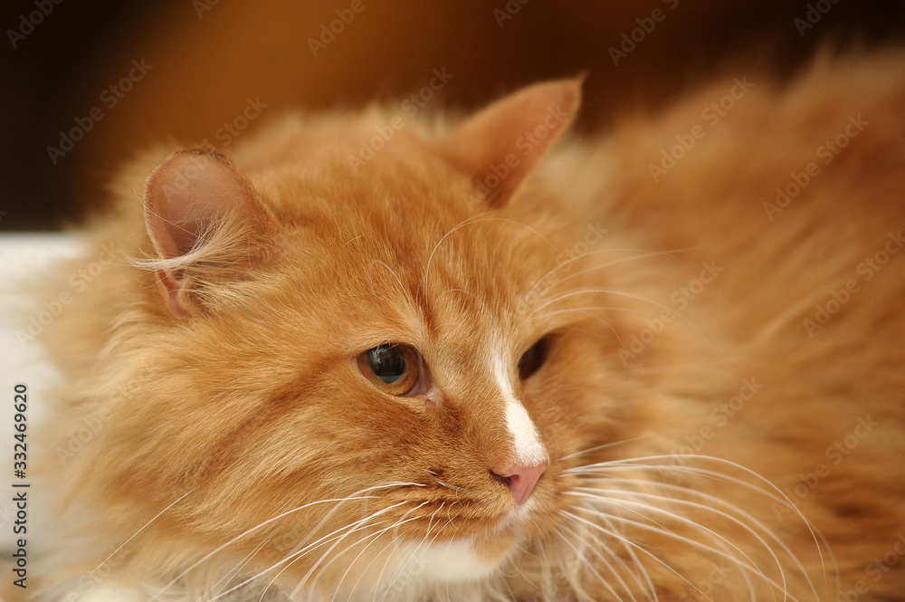 red and white fluffy gorgeous cat