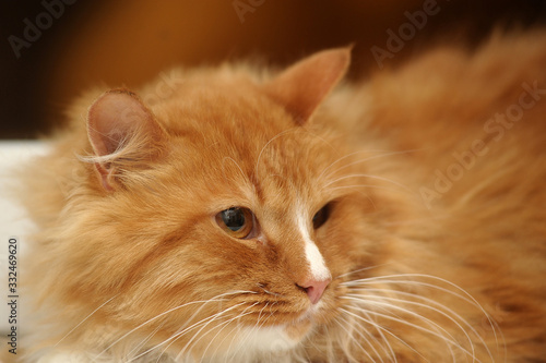 red and white fluffy gorgeous cat