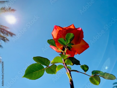 red rose in the sky