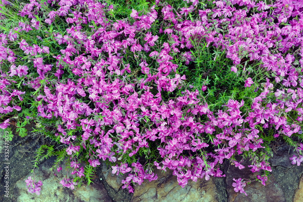 Pink blooming phlox showered with raindrops.