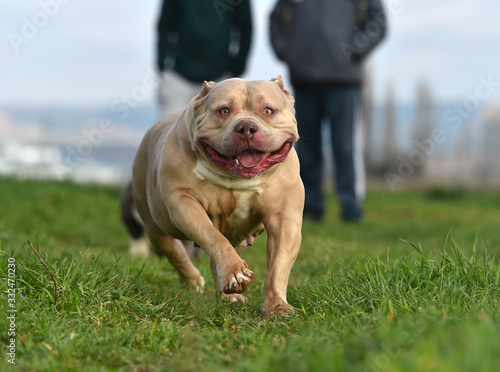 american bully dog on the green field