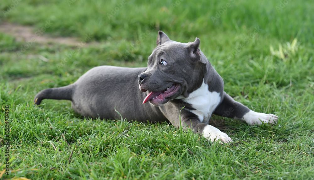 american bully dog in the green field american bully dog in the green field