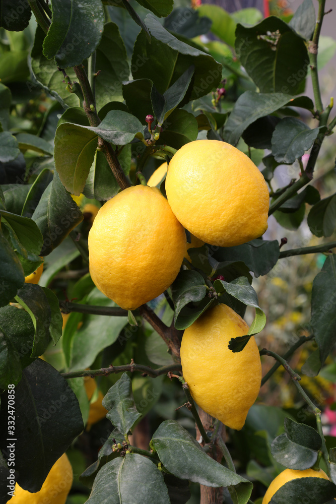 lemon in the orchard in the Mediterranean area
