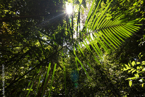 amazon forest from within