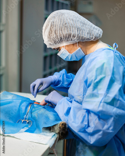 Surgery to remove a uterine tumor in a cat. Surgery in veterinary medicine. Applying clamps and sutures to the neurovascular bundle photo