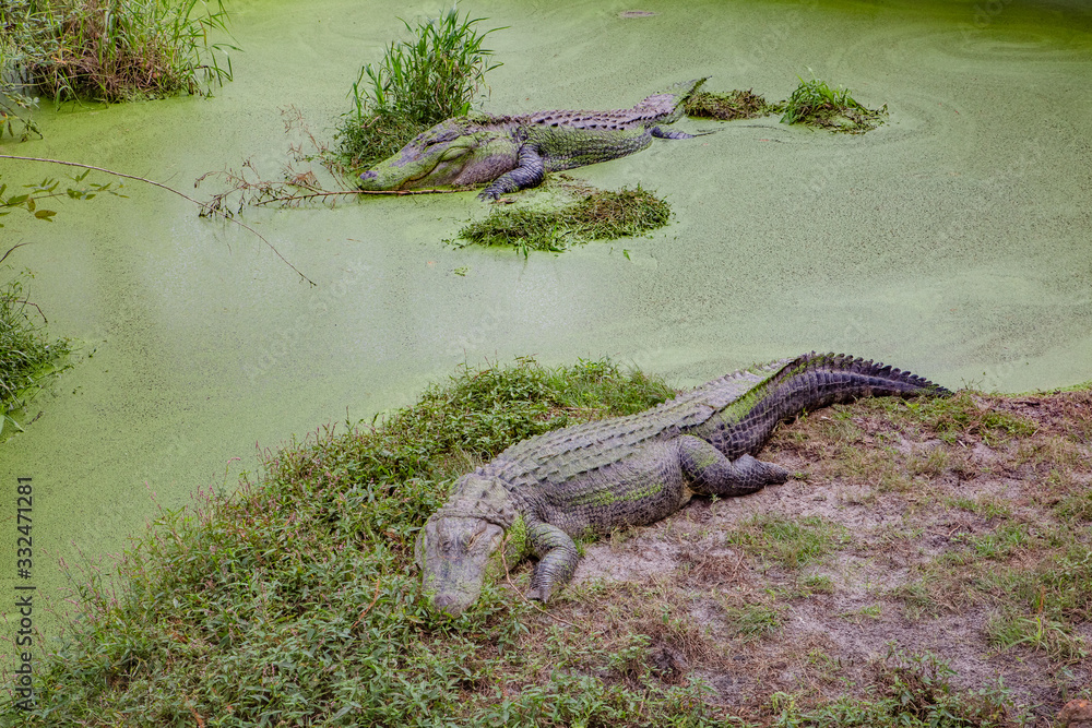 Alligators in The Alligator Farm in Mobile, Alabama, USA. Beautiful pair of big alligators resting under the sun Alligators in The Alligator Farm in Mobile, Alabama, USA. Beautiful pair of big alligators resting under the sun