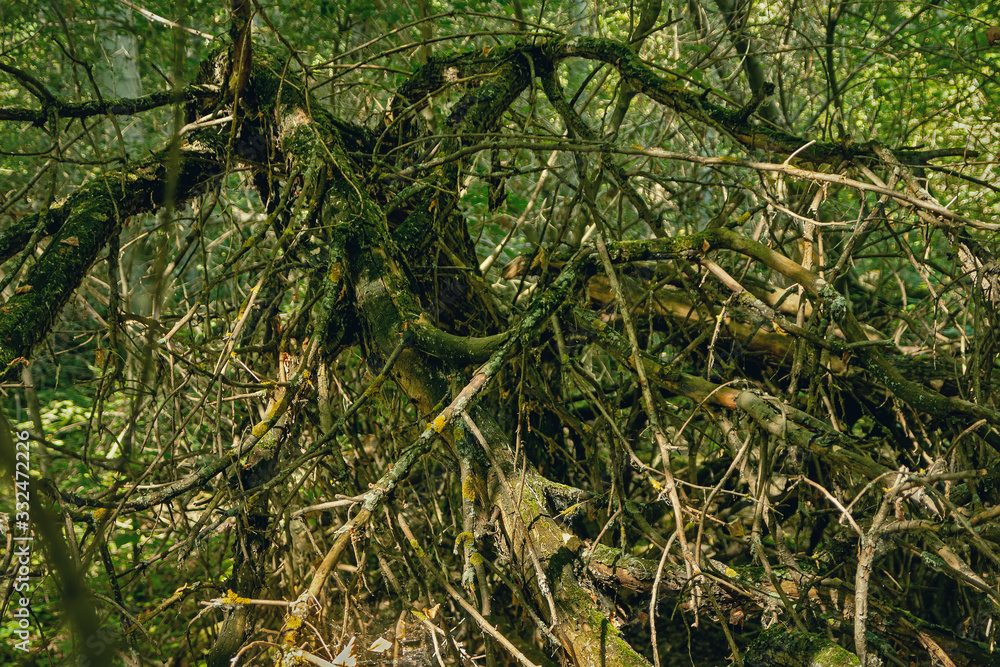 Felled tree in the forest